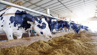 بحران ترکیبی در کمین امنیت غذایی