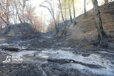 گزارش تصویری | آتش در گلستان؛ هیرکانی همچنان می‌سوزد
