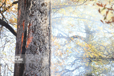 گزارش تصویری | آتش در گلستان؛ هیرکانی همچنان می‌سوزد