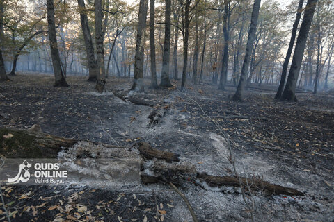 گزارش تصویری | آتش در گلستان؛ هیرکانی همچنان می‌سوزد