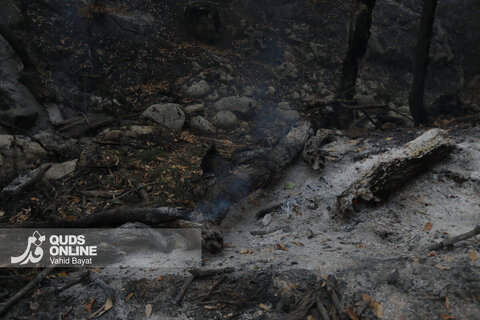 گزارش تصویری | آتش در گلستان؛ هیرکانی همچنان می‌سوزد