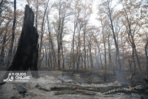 گزارش تصویری | آتش در گلستان؛ هیرکانی همچنان می‌سوزد