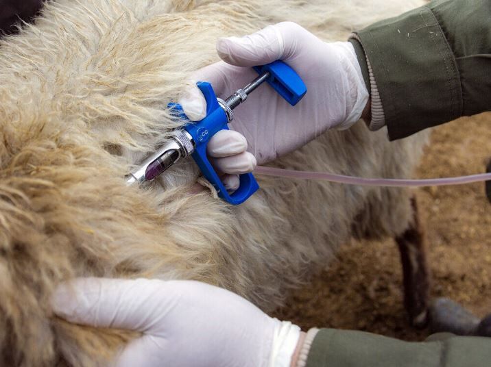 واردات بیش از ۷ میلیون دز واکسن تب برفکی به کشور