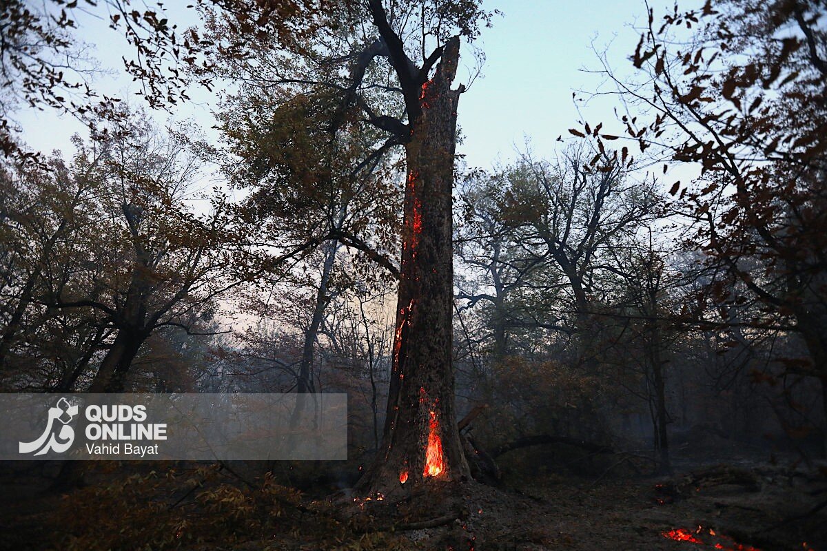گزارش تصویری | آتش در گلستان؛ هیرکانی همچنان می‌سوزد
