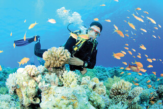 «مرجان‌ها» پناهندگان بی‌پناه در خلیج‌فارس