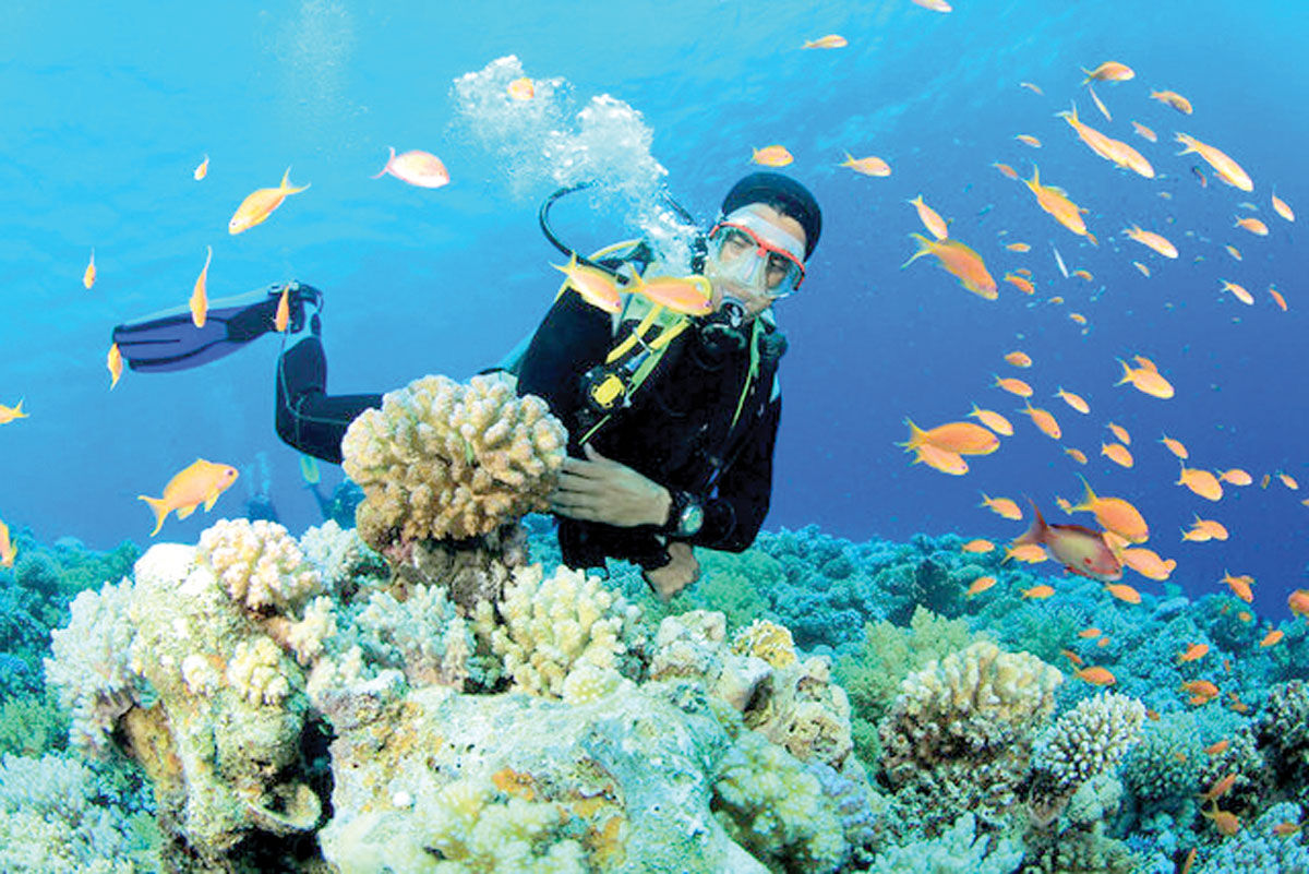 «مرجان‌ها» پناهندگان بی‌پناه در خلیج‌فارس