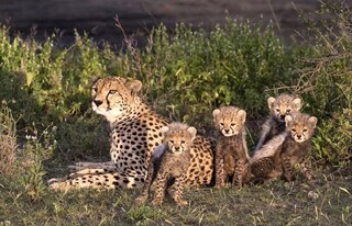 سیگنال امید در زیستگاه یوزپلنگ‌ها