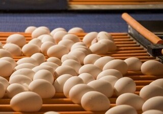 دوستخواه: خطر قطع گاز تولید ۸۱۰ تن تخم مرغ تربت جام را تهدید می‌ کند