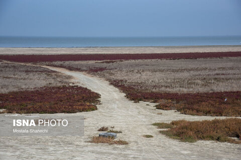 آخرین نفس‌های بزرگ‌ترین خلیج خزر