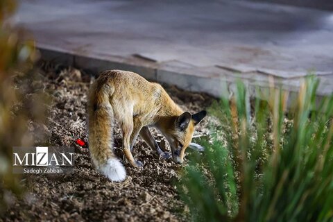 روباه‌های زباله گرد در تهران