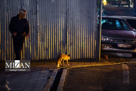 روباه‌های زباله گرد در تهران