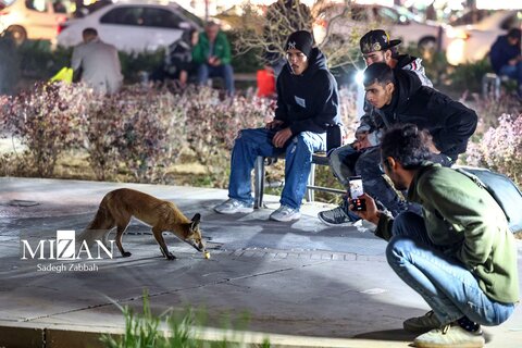 روباه‌های زباله گرد در تهران