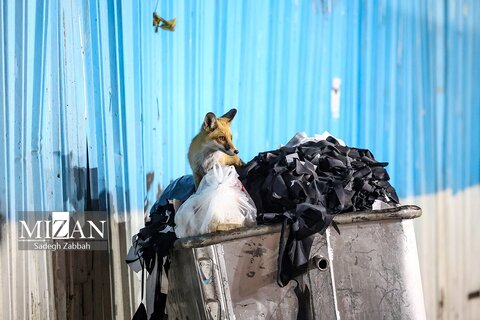 روباه‌های زباله گرد در تهران