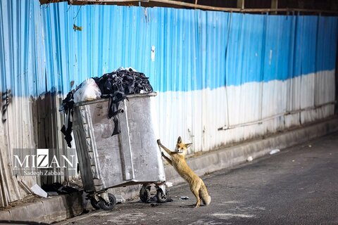 روباه‌های زباله گرد در تهران