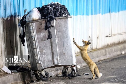 روباه‌های زباله گرد در تهران