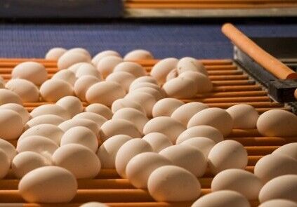 دوستخواه: خطر قطع گاز تولید ۸۱۰ تن تخم مرغ تربت جام را تهدید می‌ کند