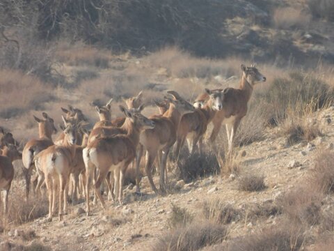 سرشماری پهپادی حیات وحش کشور در پارک ملی دریاچه ارومیه انجام شد