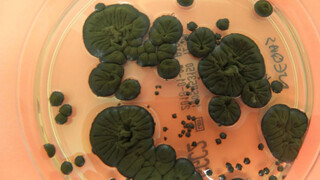 قارچ‌های چرنوبیل محافظ انسان‌ها شدند! / قارچ‌ها برای محافظت از انسان به فضا می‌روند