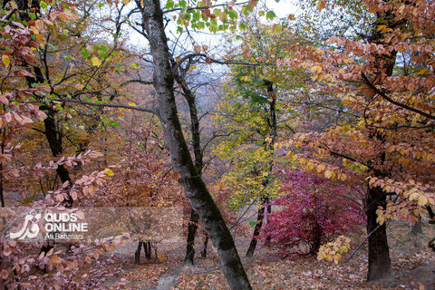 گزارش تصویری | طبیعت زیبای پاییزی آبشار لُوه - گلستان