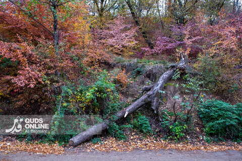 گزارش تصویری | طبیعت زیبای پاییزی آبشار لُوه - گلستان