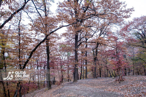 گزارش تصویری | طبیعت زیبای پاییزی آبشار لُوه - گلستان