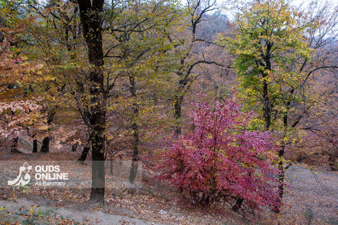 گزارش تصویری | طبیعت زیبای پاییزی آبشار لُوه - گلستان