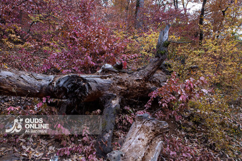 گزارش تصویری | طبیعت زیبای پاییزی آبشار لُوه - گلستان