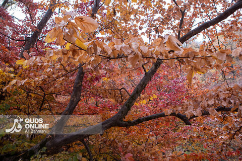 گزارش تصویری | طبیعت زیبای پاییزی آبشار لُوه - گلستان