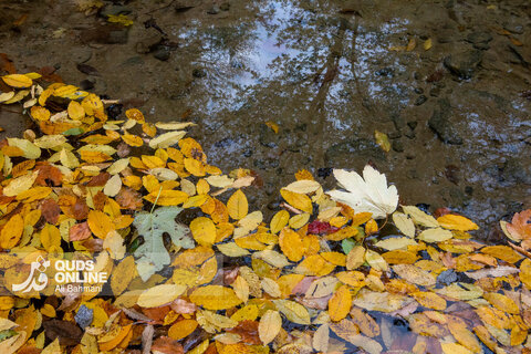 گزارش تصویری | طبیعت زیبای پاییزی آبشار لُوه - گلستان