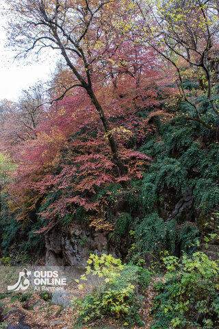 گزارش تصویری | طبیعت زیبای پاییزی آبشار لُوه - گلستان