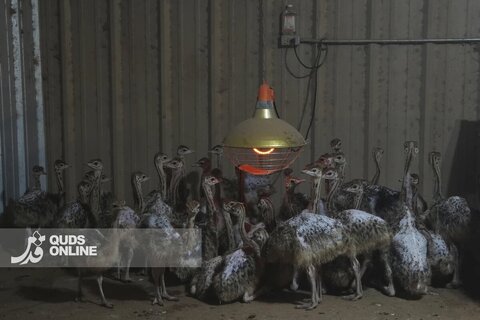 تصاویر منتخب سال 2025 از نگاه آسوشیتدپرس