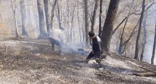 جنگل‌های هیرکانی گلستان از آتش جان سالم به در بردند
