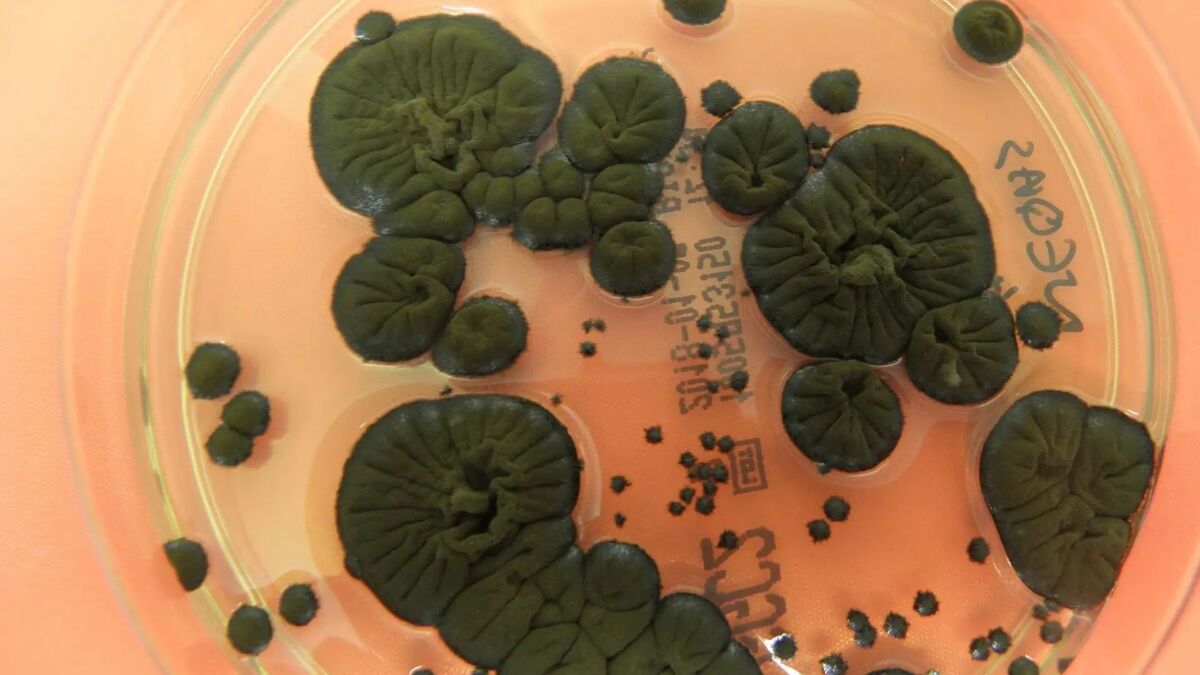 قارچ‌های چرنوبیل محافظ انسان‌ها شدند! / قارچ‌ها برای محافظت از انسان به فضا می‌روند