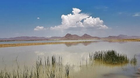 فسیل زنده‌ای که به تالاب «آق‌گُل» جان دوباره می‌دهد