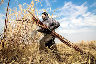 «هفت تپه» حکایت مثنوی هفتاد من!