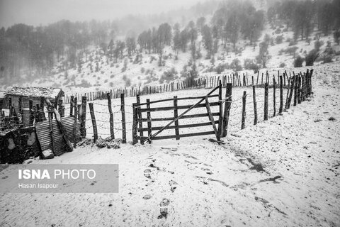 تصاویری از بارش برف پاییزی در ارتفاعات سوادکوه