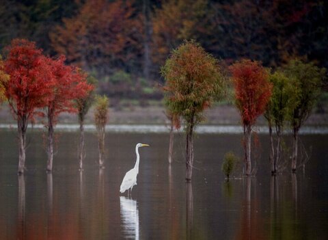 مازندران چشم انتظار باران