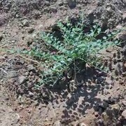 اختصاص ۱۰ هکتار زمین در ملارد برای کاشت بوته کاپاریس