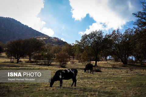 رنگ‌های زاگرس؛ پاییز پیرتو