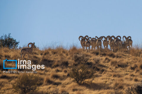 سلاطین صخره‌ها