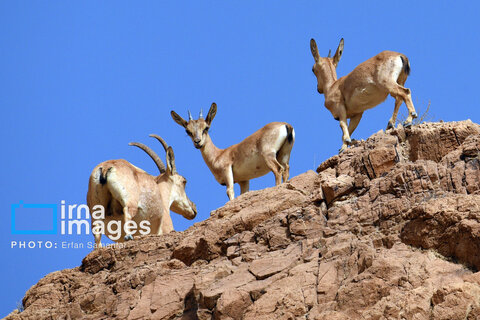 سلاطین صخره‌ها