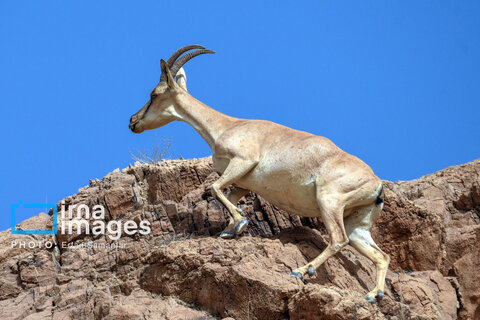 سلاطین صخره‌ها