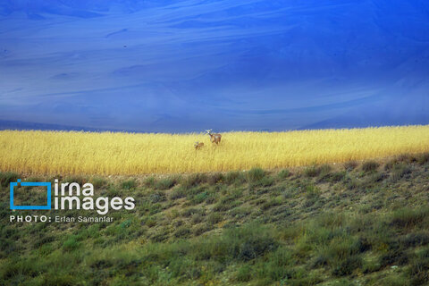 سلاطین صخره‌ها