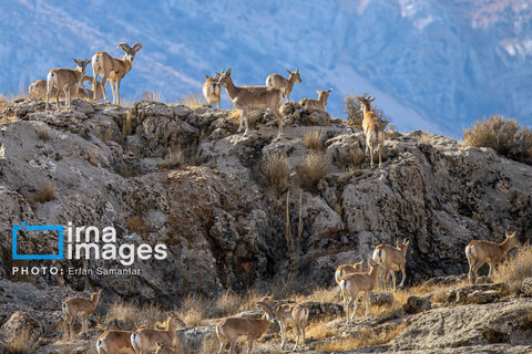 سلاطین صخره‌ها