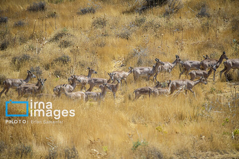 سلاطین صخره‌ها