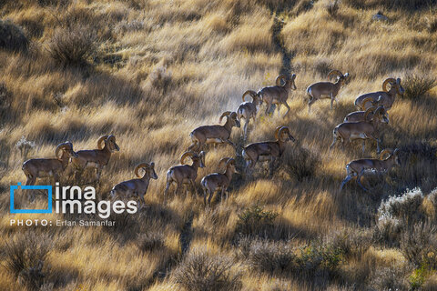 سلاطین صخره‌ها