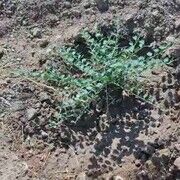 اختصاص ۱۰ هکتار زمین در ملارد برای کاشت بوته کاپاریس