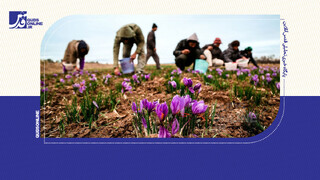 فیلم | پایان برداشت زعفران در خراسان‌رضوی