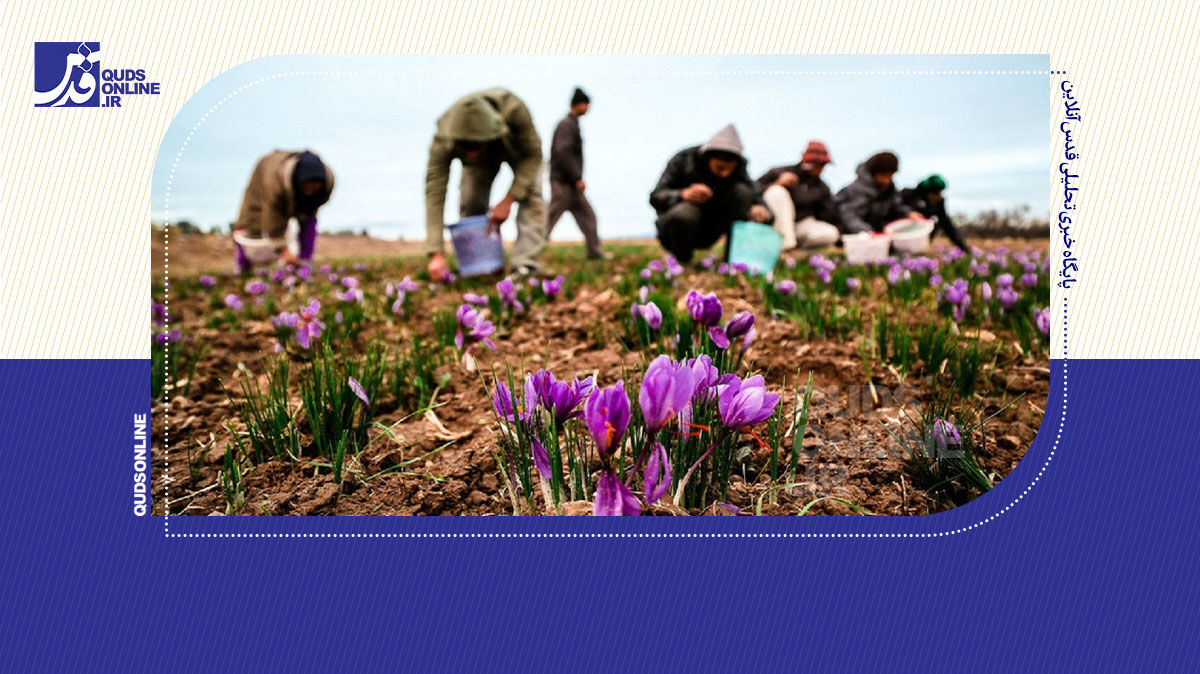 فیلم | پایان برداشت زعفران در خراسان‌رضوی