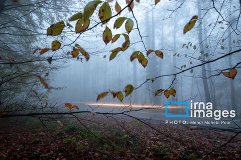 آخرین قدم‌های پاییز